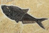 Green River Fossil Fish Mural With Diplomystus & Cockerellites #211225-3